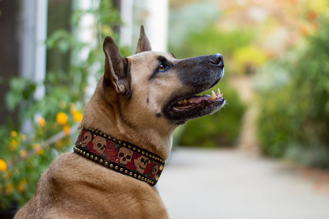 Ausgefallene Hundehalsbänder aus Leder: Stilvolle Modelle 2026 - Leder-Kaufen.com