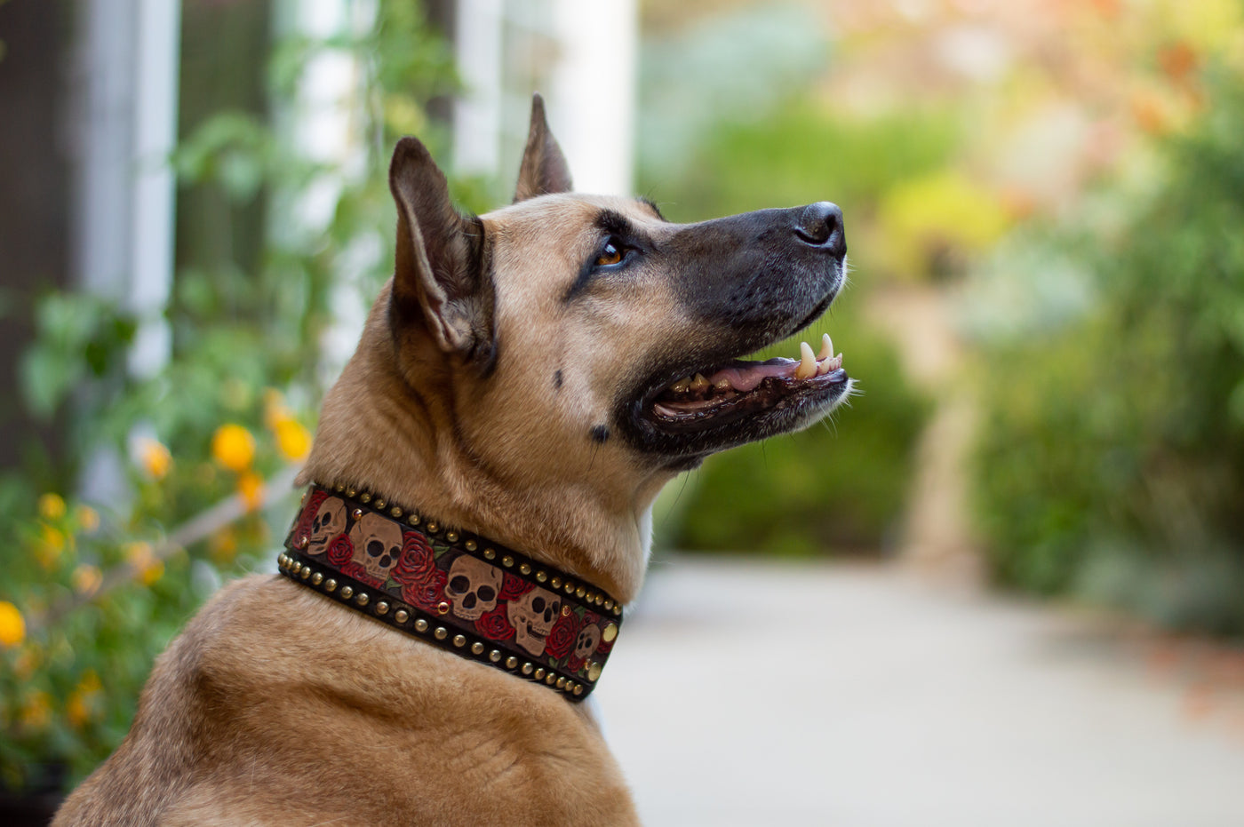 Ausgefallene Hundehalsbänder aus Leder: Stilvolle Modelle 2026 - Leder-Kaufen.com