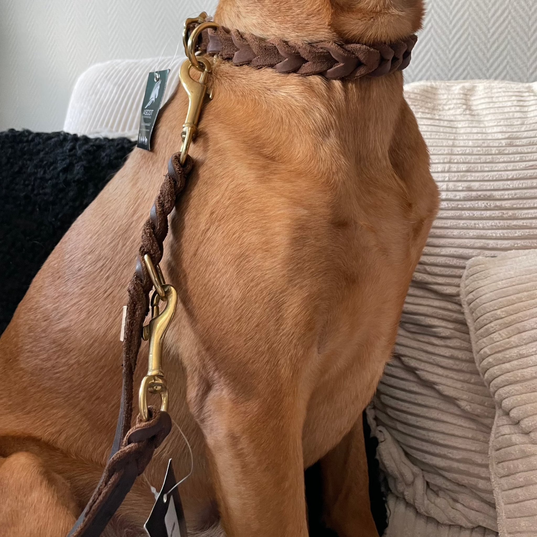 Geflochtene Hundeleine Leder