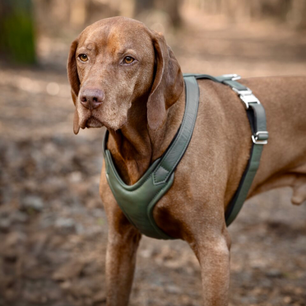 Leder Hundegeschirre