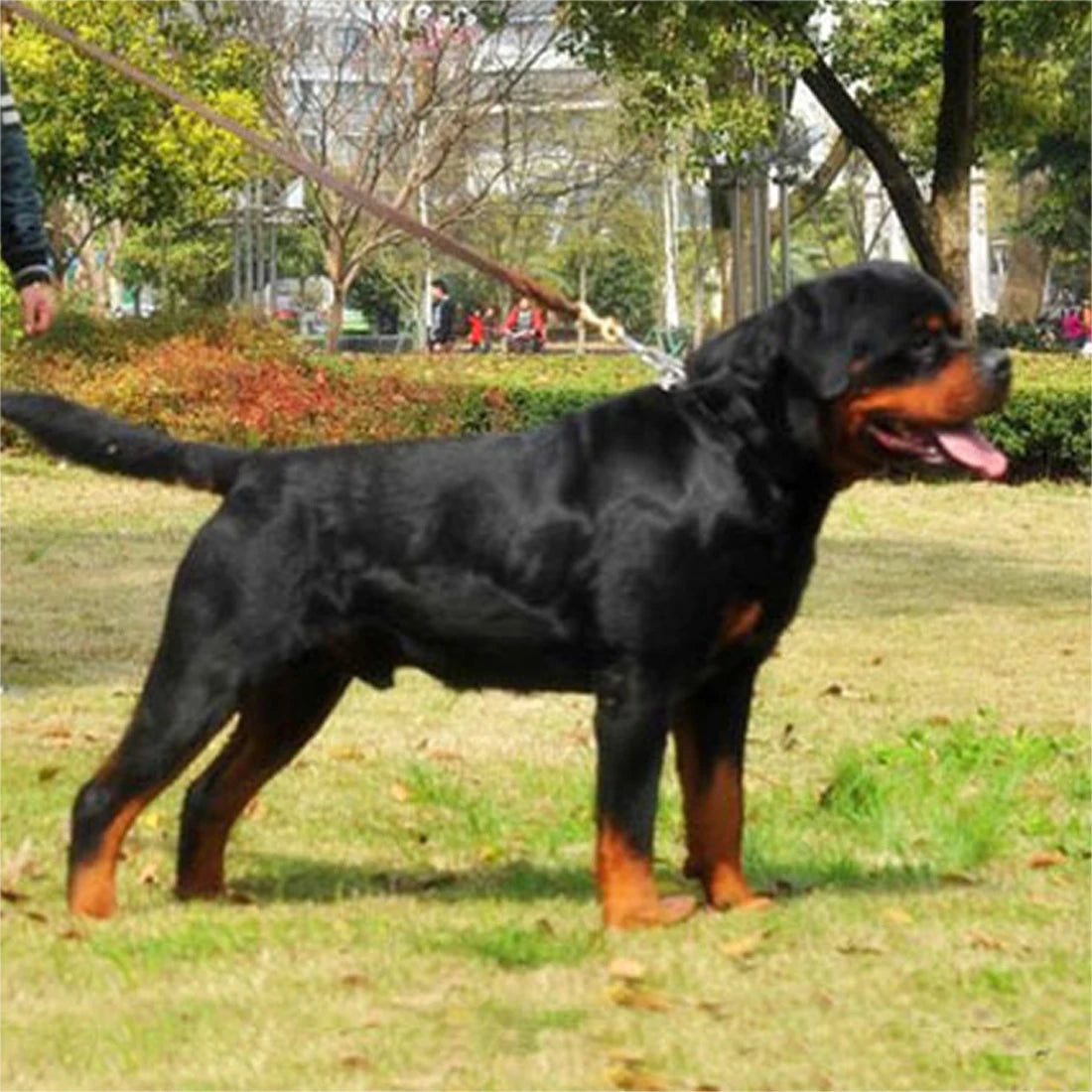 Geflochtene Leder Hundeleine aus Rindsleder – Robuste Trainings- & Spazierleine für mittelgroße und große Hunde