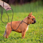 Leder Hundeleine mit Zugstopp-Halsband (P-Chain) – Robuste Slip-Leine aus echtem Leder in 4ft/5ft für kleine & mittlere Hunde
