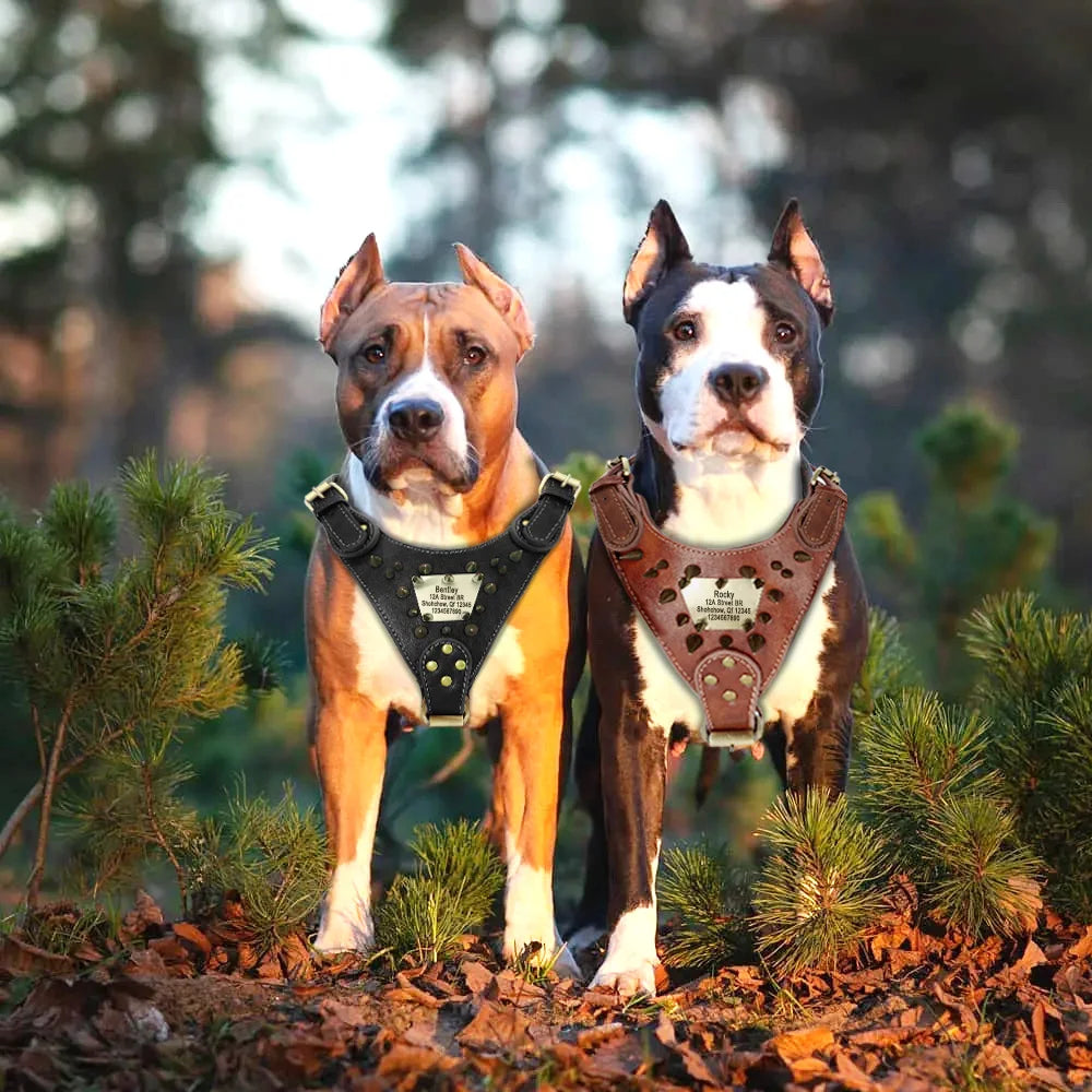 Personalisiertes Leder Hundegeschirr mit scharfen Nieten – Robustes Spiked Geschirr mit ID-Tag für mittelgroße & große Hunde (Pitbull, Boxer, Mastiff)