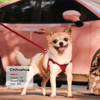 Soft Echtleder Hundegeschirr Set – Komfortable Hundeleine für kleine und mittelgroße Hunde & Katzen