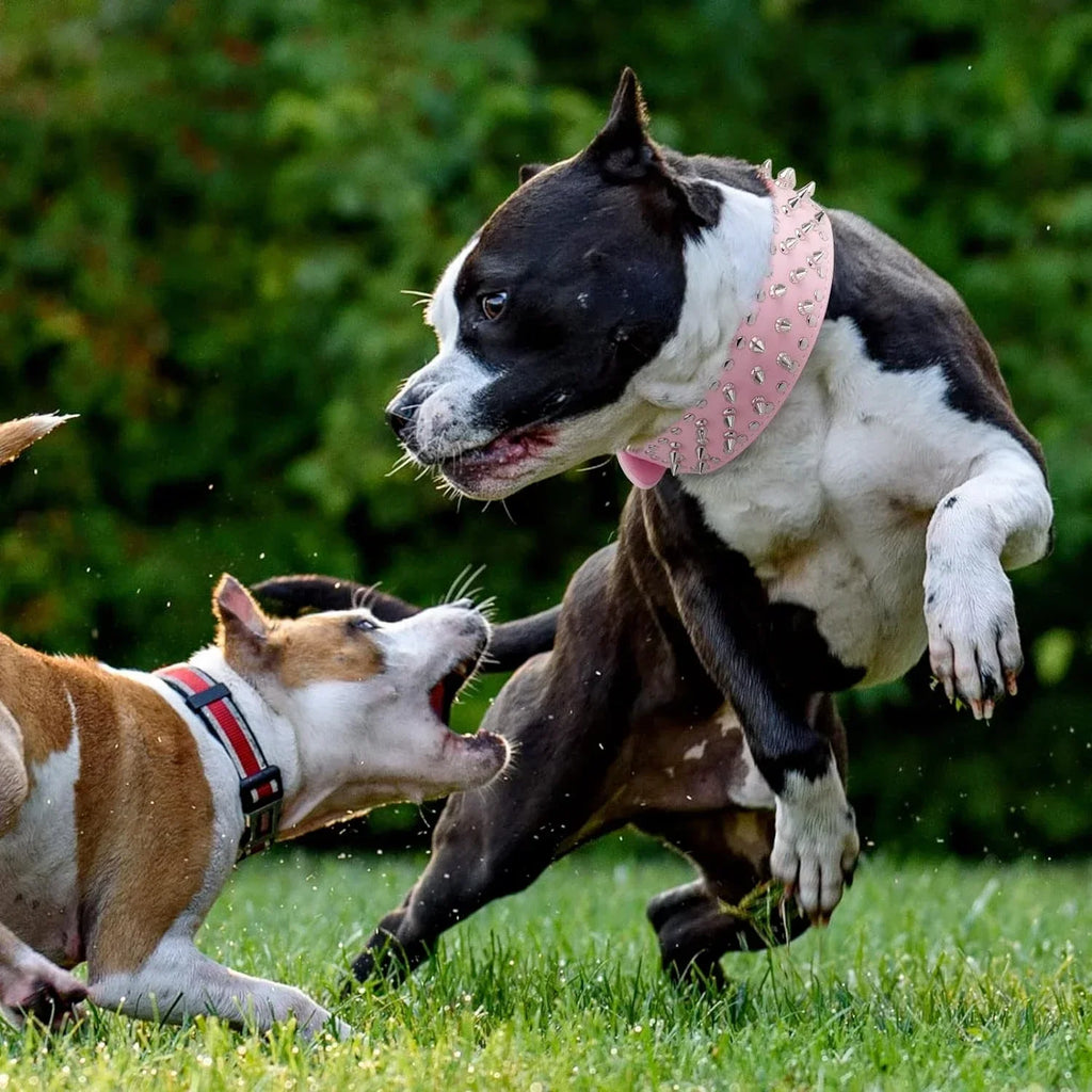 Totenkopf Spikes Leder Hundehalsband – Nieten & Stacheln, verstellbar, Anti-Biss Halsband für mittelgroße & große Hunde