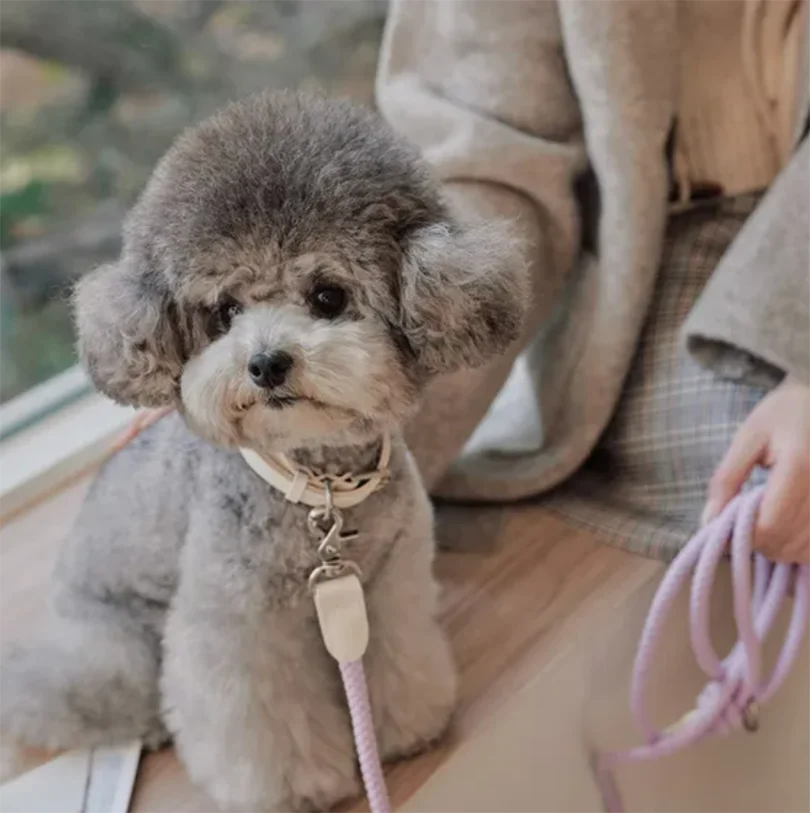 Geflochtenes Hundehalsband &amp; Leinen Set aus Leder – Stilvolles Premium Set para Bichon Frisé y pequeños perros