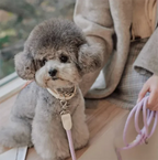 Geflochtenes Hundehalsband &amp; Leinen Set aus Leder – Stilvolles Premium Set para Bichon Frisé y pequeños perros