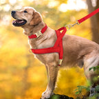 Personalisierbares Leder Hundehalsband, Geschirr & Leine Set – Gepolstertes Mesh Hundegeschirr mit Namensgravur für kleine, mittlere & große Hunde