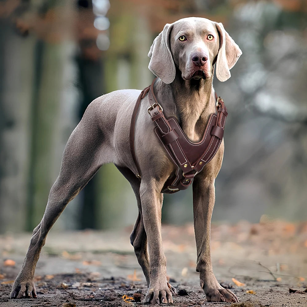 Robustes Hundegeschirr aus echtem Leder für große Hunde – Verstellbares Leder-Geschirr für Training &amp; Spaziergänge (Deutscher Schäferhund, Labrador, Husky) 
