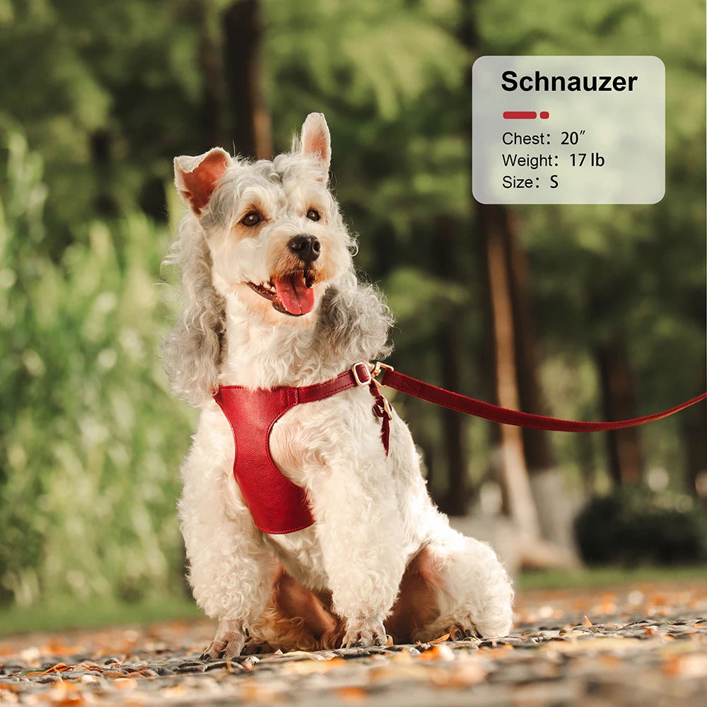 Kleines Hunde- & Katzengeschirr mit Leine aus weichem PU-Leder – Bequemes Vest-Geschirr-Set für Welpen, kleine & mittelgroße Hunde (Chihuahua, Mops)