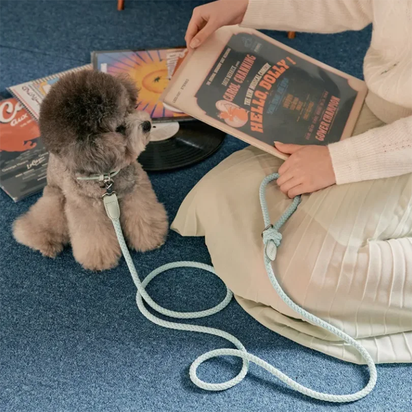 Geflochtenes Hundehalsband & Leinen Set aus Leder – Stilvolles Premium Set für Bichon Frisé & kleine Hunde