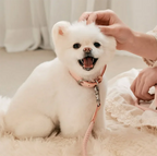 Geflochtenes Hundehalsband &amp; Leinen Set aus Leder – Stilvolles Premium Set para Bichon Frisé y pequeños perros