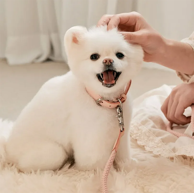 Geflochtenes Hundehalsband & Leinen Set aus Leder – Stilvolles Premium Set für Bichon Frisé & kleine Hunde