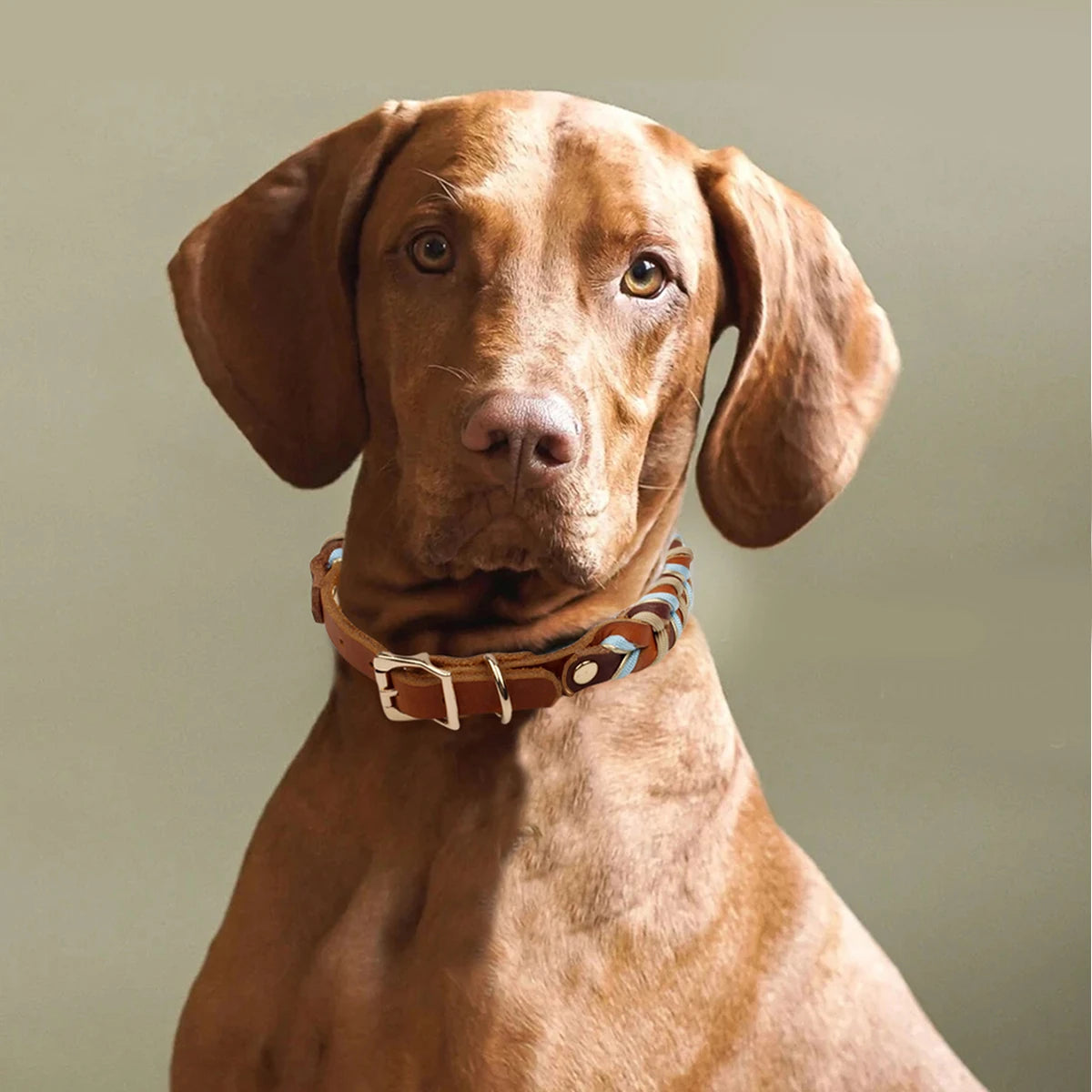 Braunes Hunde-Halsband aus Rindsleder – Geflochtenes Premium-Halsband mit himmelblauem Muster für kleine, mittlere & große Hunde