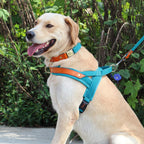 No-Pull Hunde-Geschirr Set aus Nylon & PU-Leder – Gepolstertes Harness mit Halsband & Leine für kleine, mittlere & große Hunde